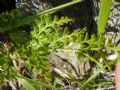 Asplenium cuneifolium